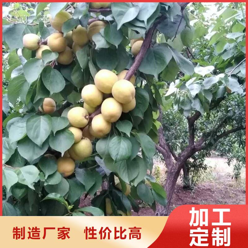 杏桃树苗工艺精细质保长久