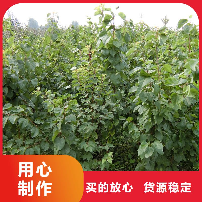 杏石榴树匠心品质