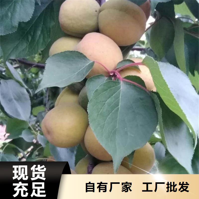 珍珠油杏树苗一亩地栽多少棵