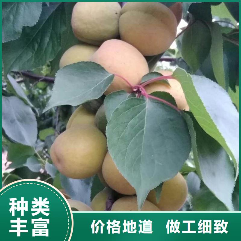 杏樱桃苗物流配送