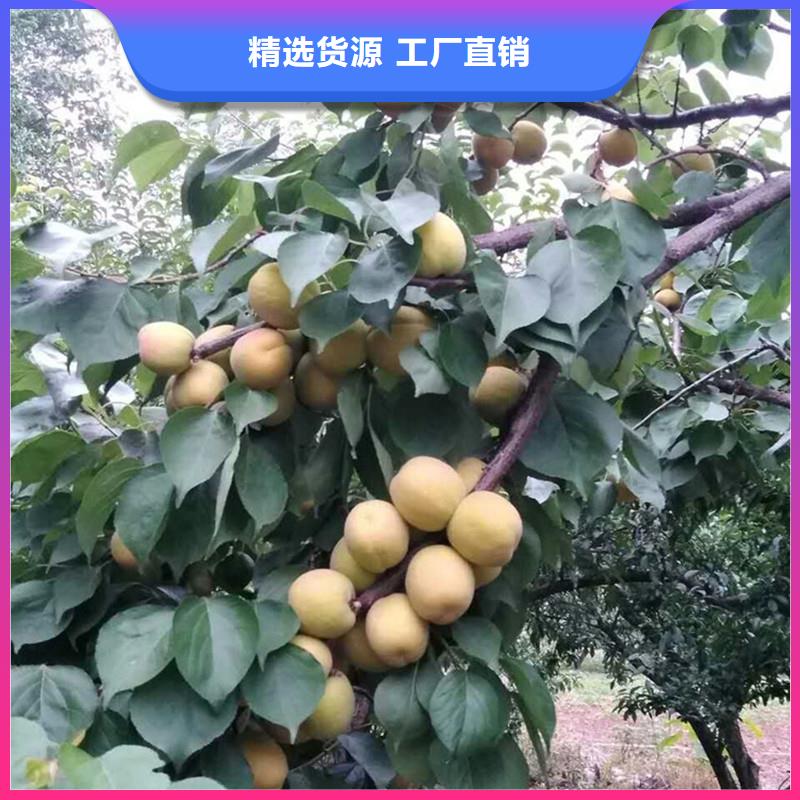 杏樱桃苗物流配送