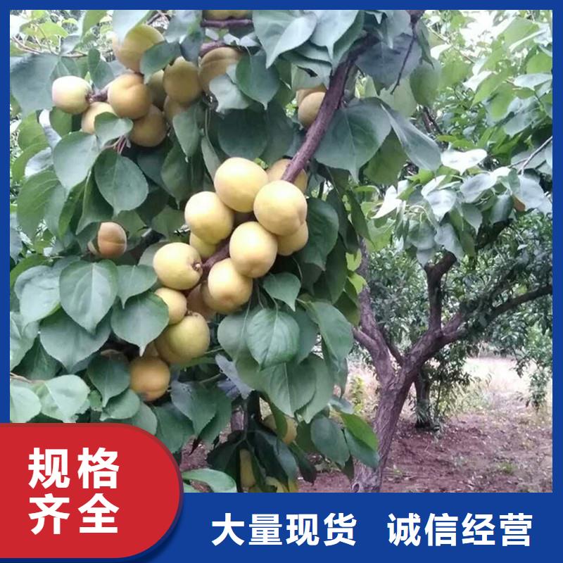 【杏北美冬青采购】