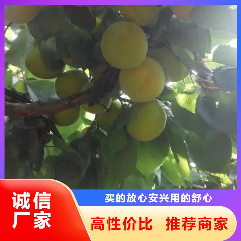 杏石榴苗一站式采购方便省心