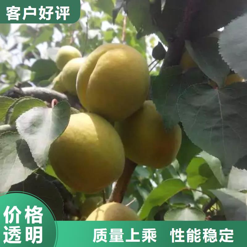 杏,桃树苗库存量大