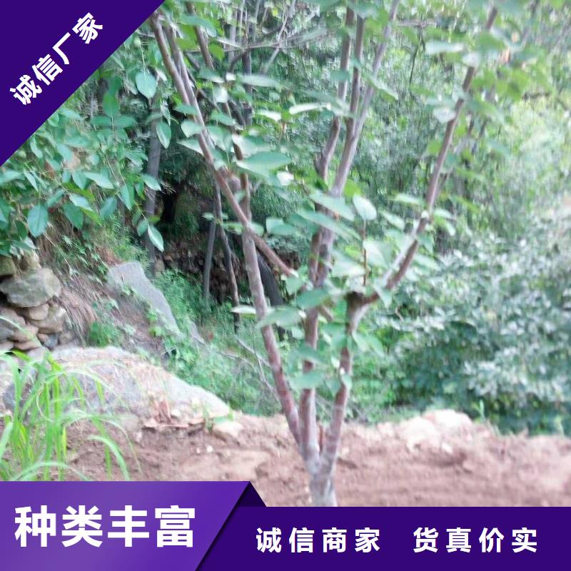 杏树苗大棚种植