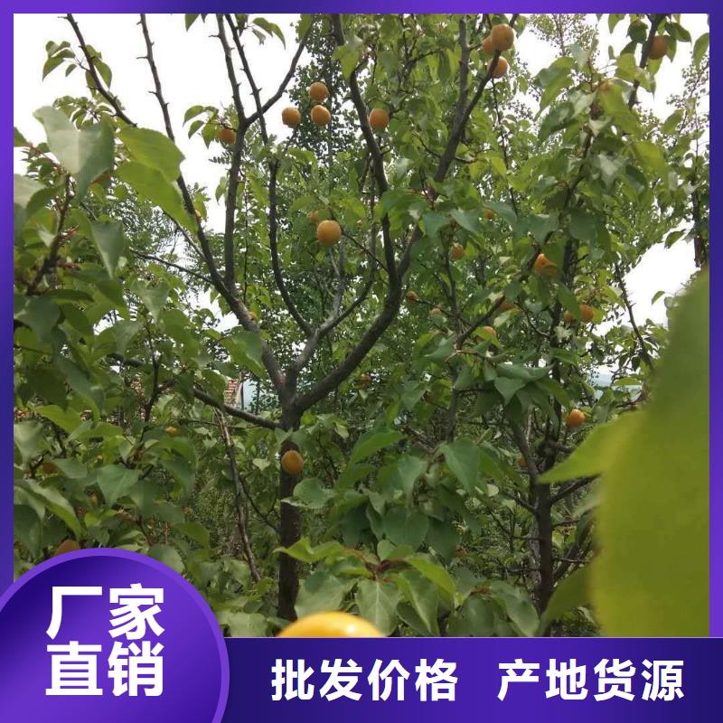 杏石榴树匠心品质