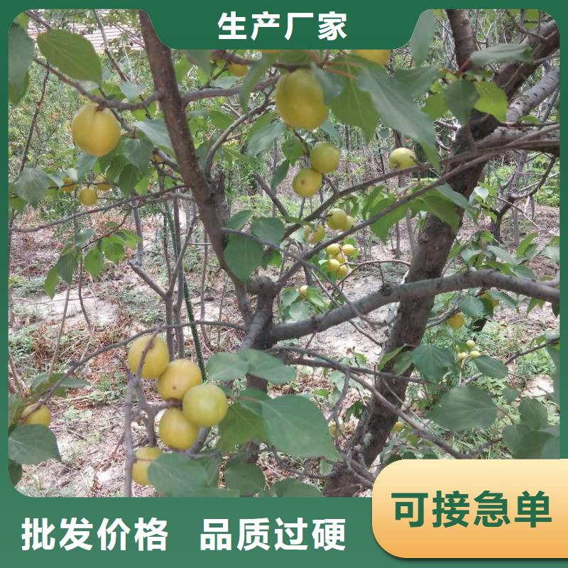 杏红颜草莓精工细致打造