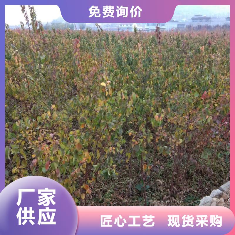 珍珠油杏树苗一亩地栽多少棵