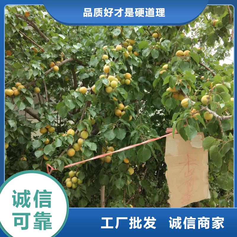 珍珠油杏树苗新奇品种