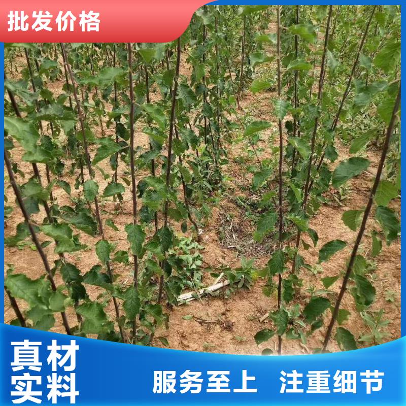 杏,桃树苗库存量大