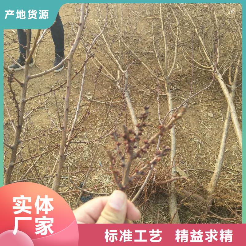 珍珠油杏树苗一亩地栽多少棵