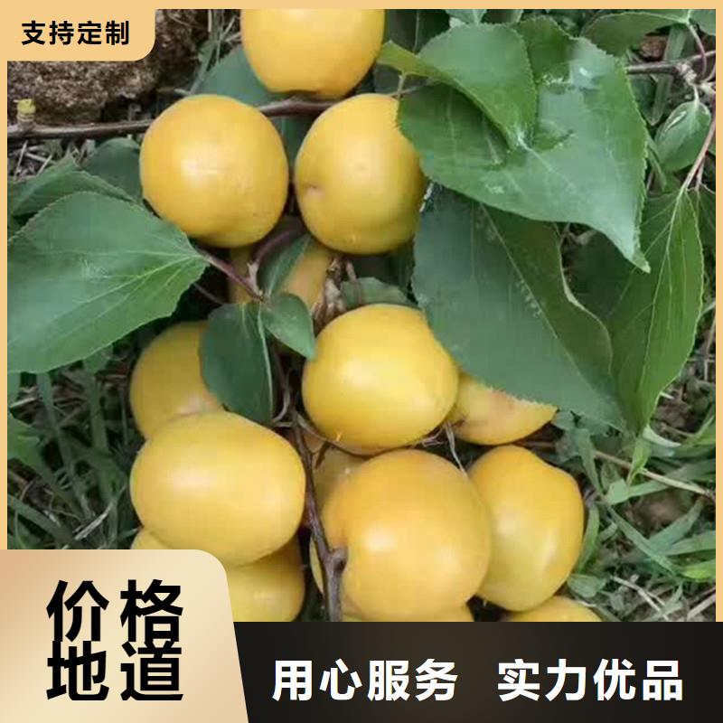珍珠油杏树苗新奇品种