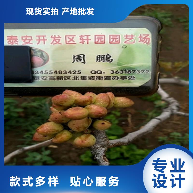 阿月浑子树苗量大从优