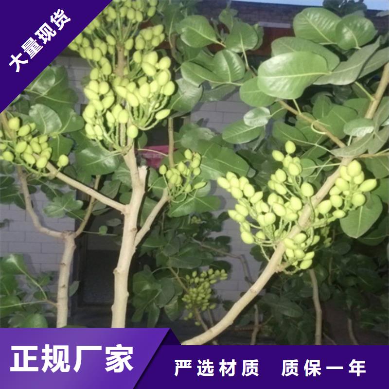 开心果_花椒苗可接急单