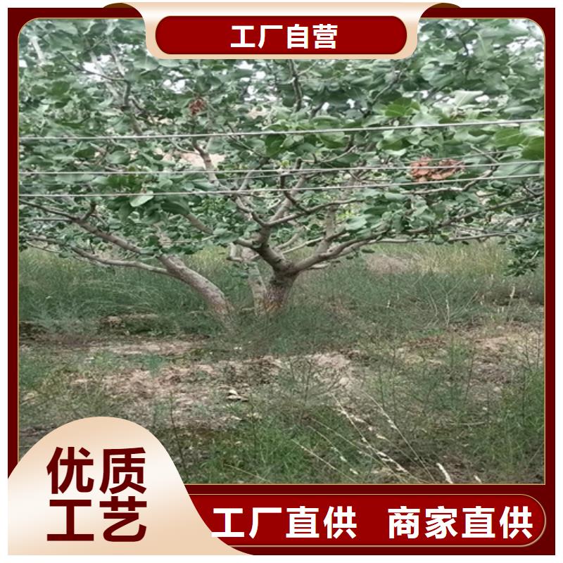 开心果【樱桃苗】专注生产N年