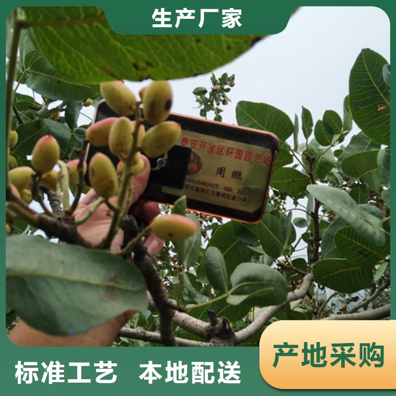 开心果【樱桃苗】专注生产N年