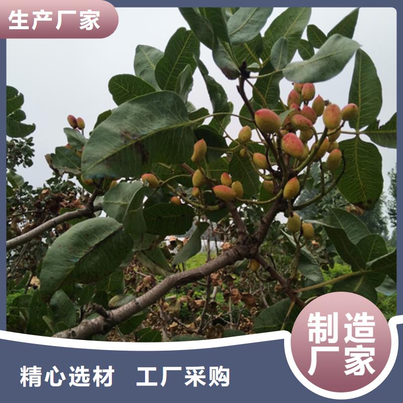 开心果量多优惠