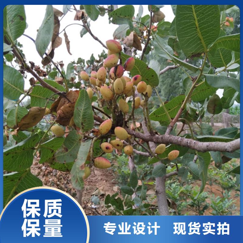 开心果苗欢迎咨询