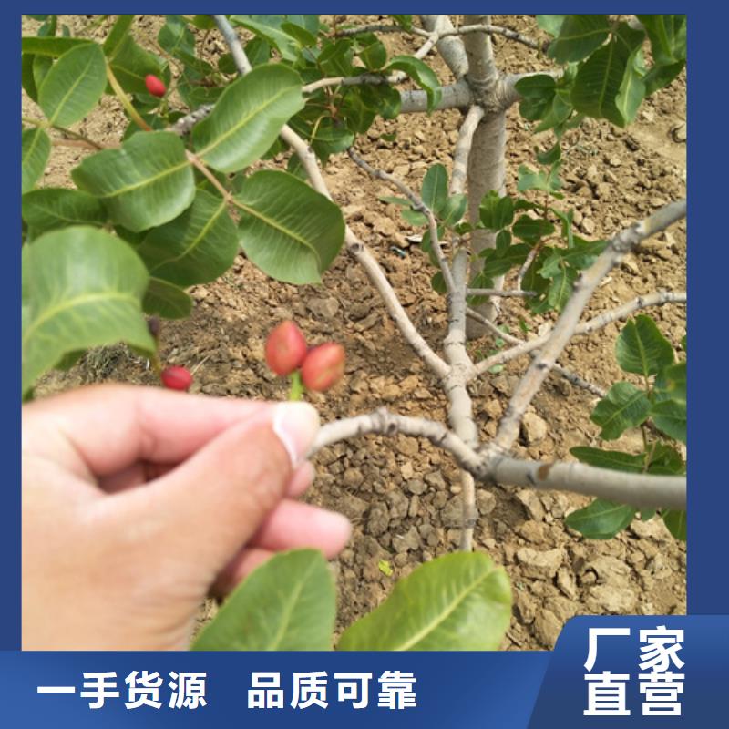 开心果苗种植技术