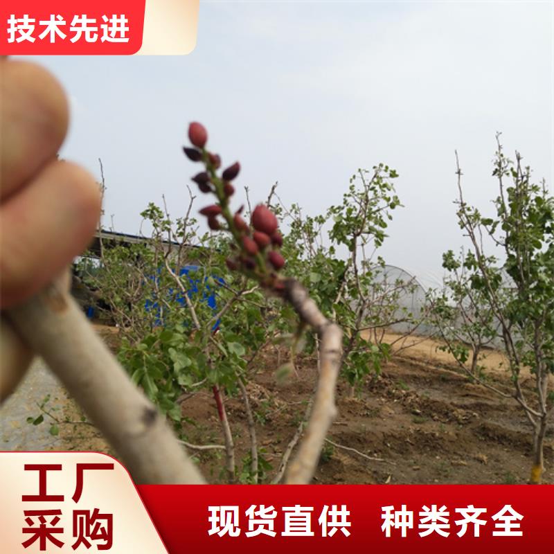 开心果苗种植管理技术
