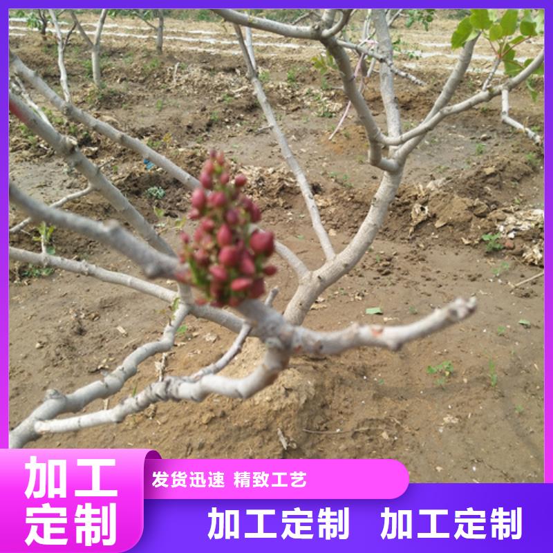 开心果苗种植管理技术