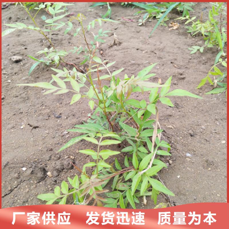 开心果苗种植技术