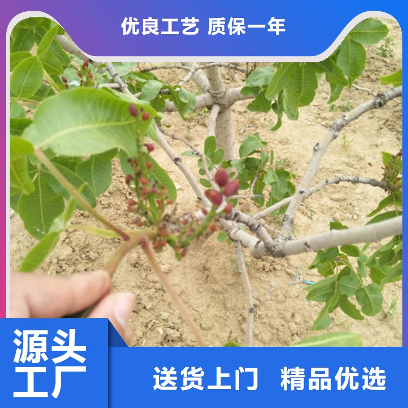 开心果苗种植技术