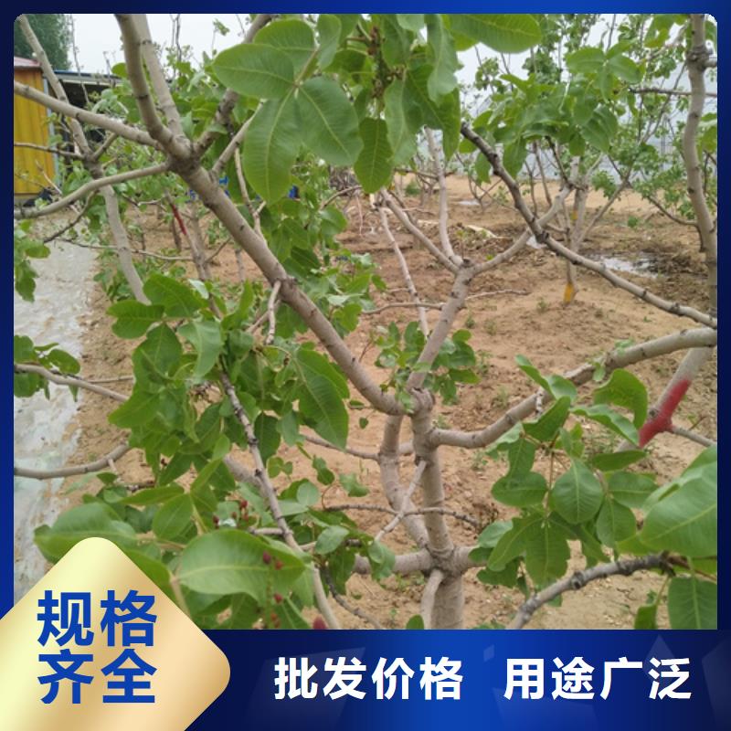 阿月浑子树苗量大从优