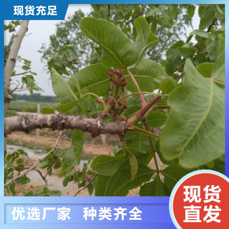 开心果_花椒苗可接急单