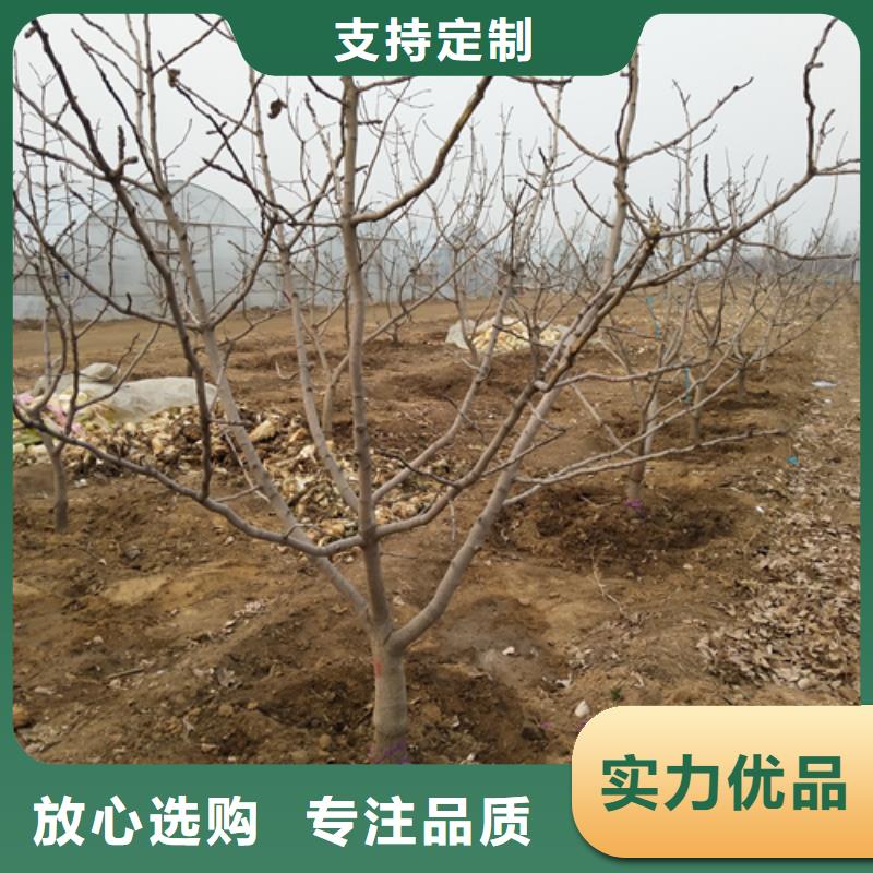 阿月浑子树苗量大从优