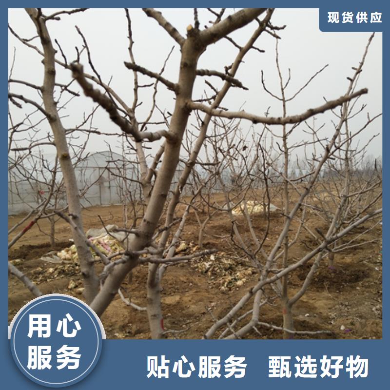 开心果量多优惠