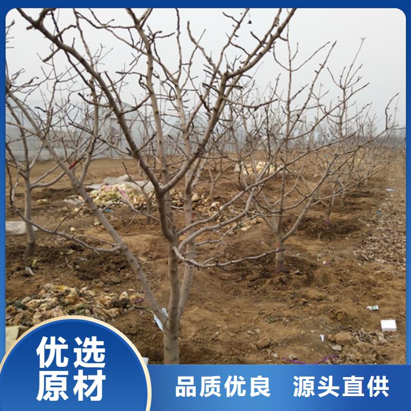 开心果_【嘎啦苹果】出厂价