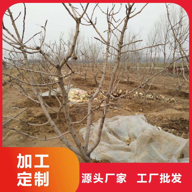 开心果苗种植技术