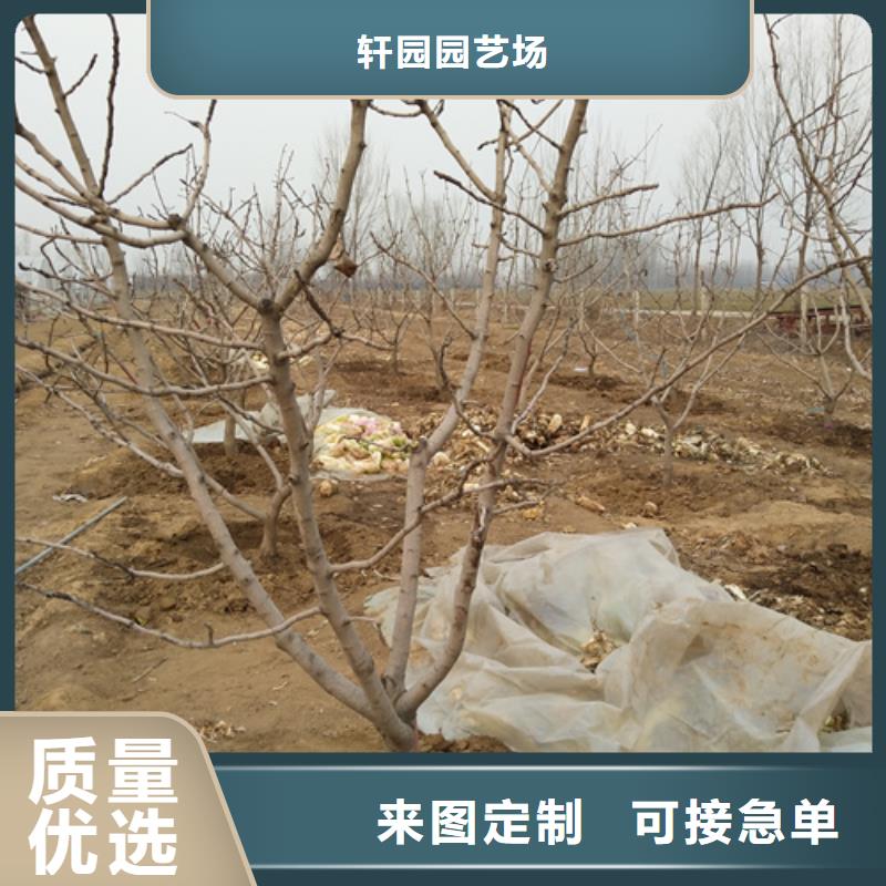 开心果一亩地多少棵