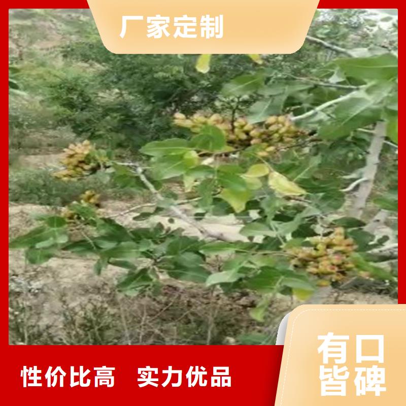 开心果苗量多优惠