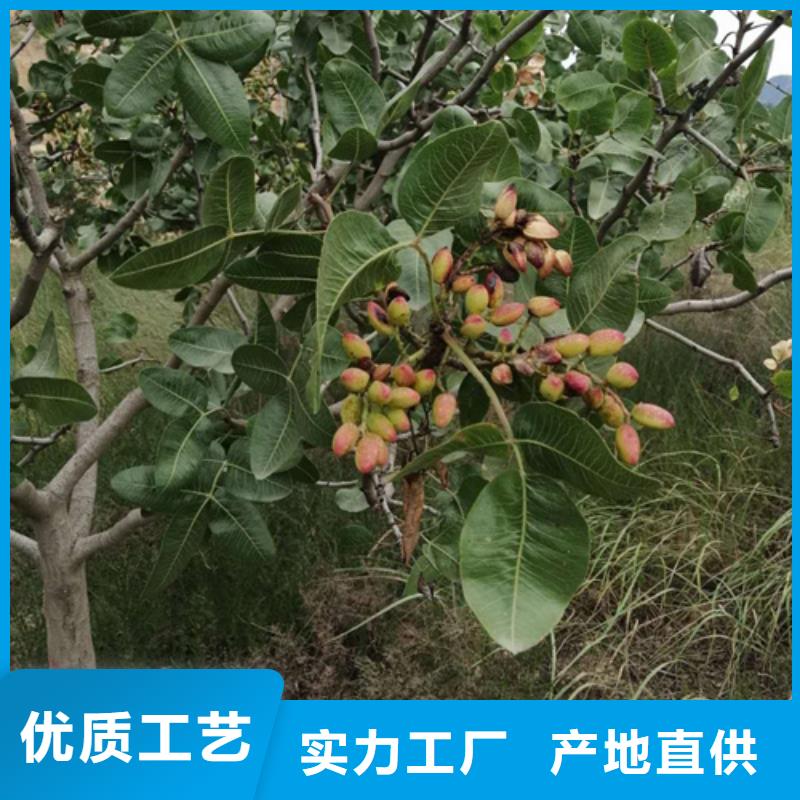 阿月浑子成活率高