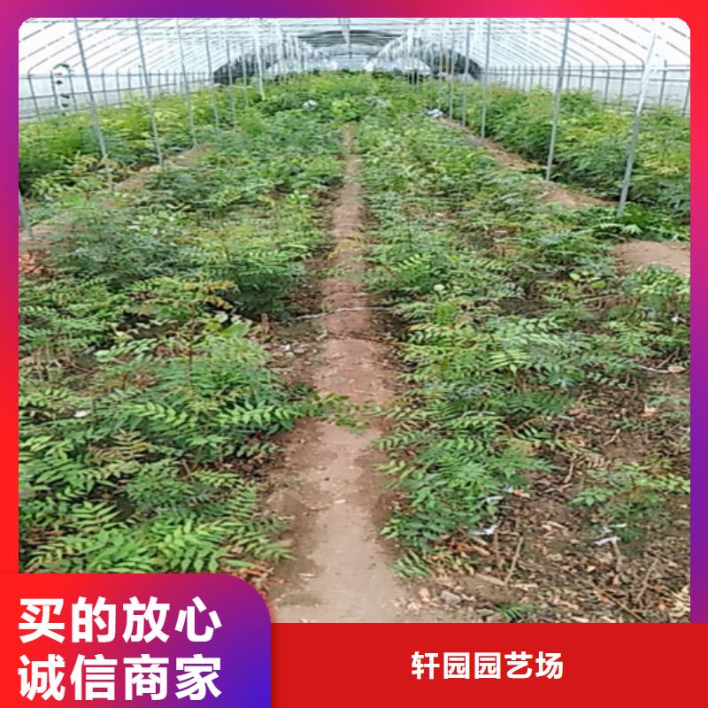 开心果一亩地多少棵