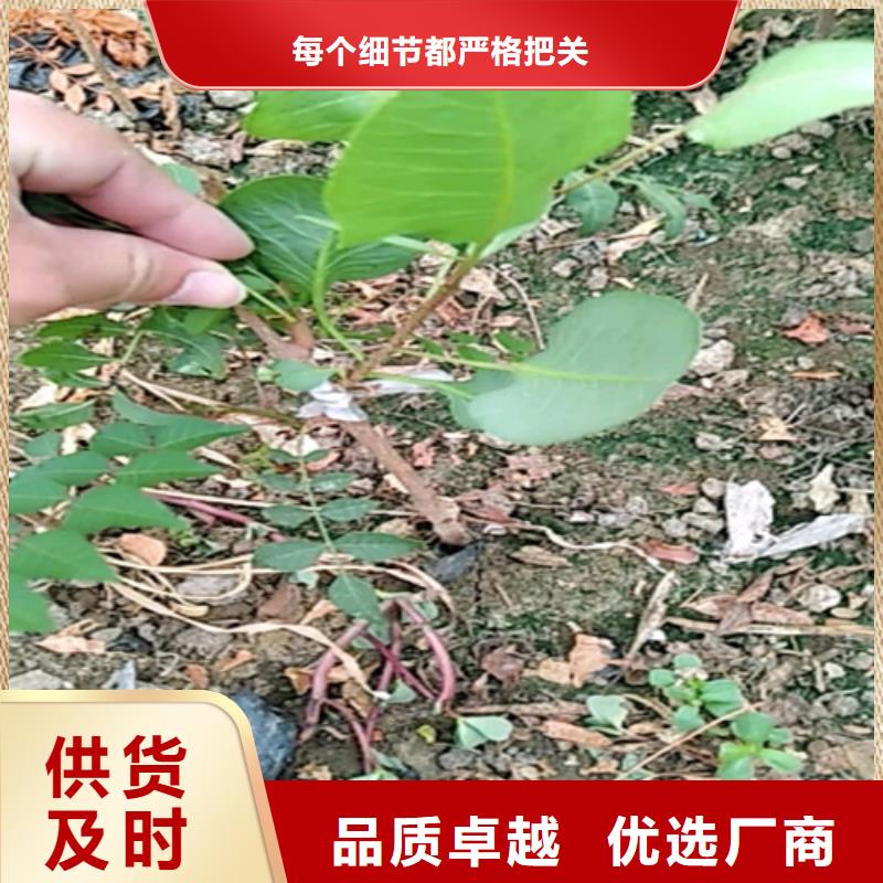 开心果_花椒苗可接急单