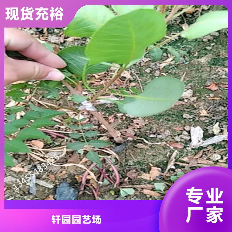 开心果【樱桃苗】专注生产N年