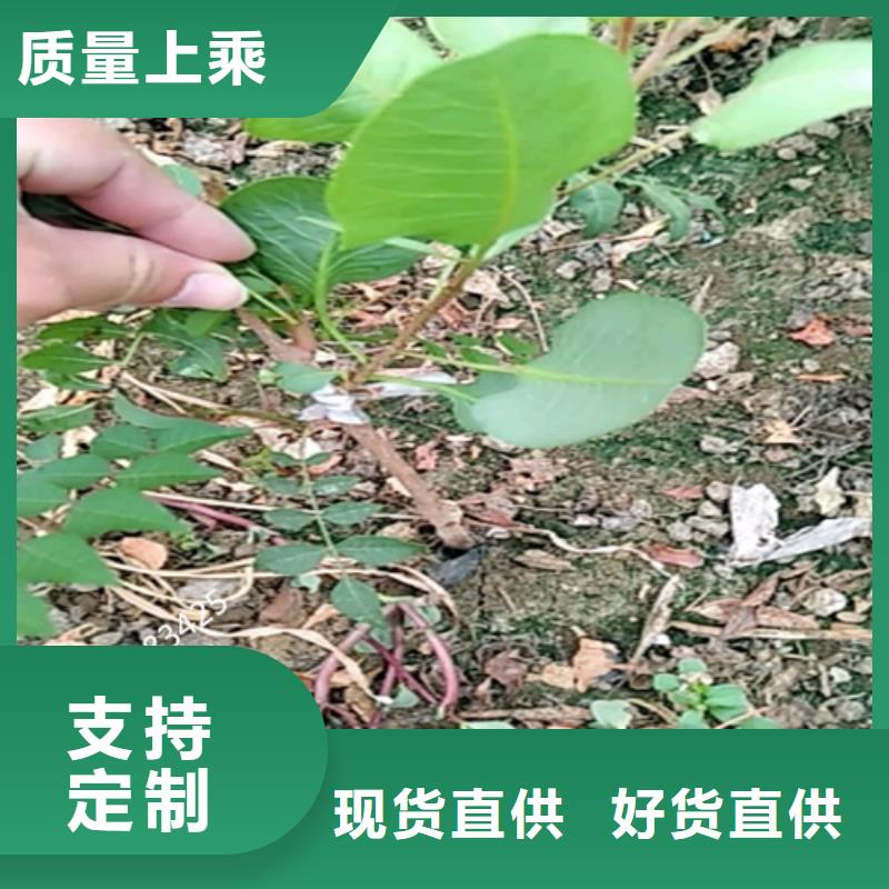 开心果_花椒苗可接急单