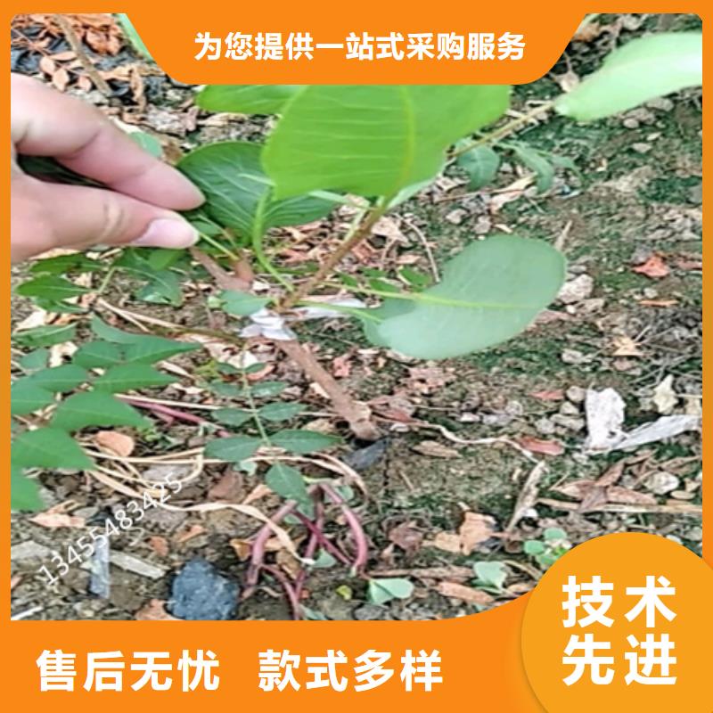 开心果红石榴苗基地质检合格发货