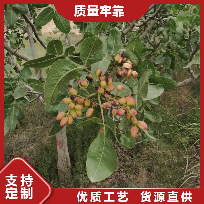 开心果【樱桃苗】专注生产N年