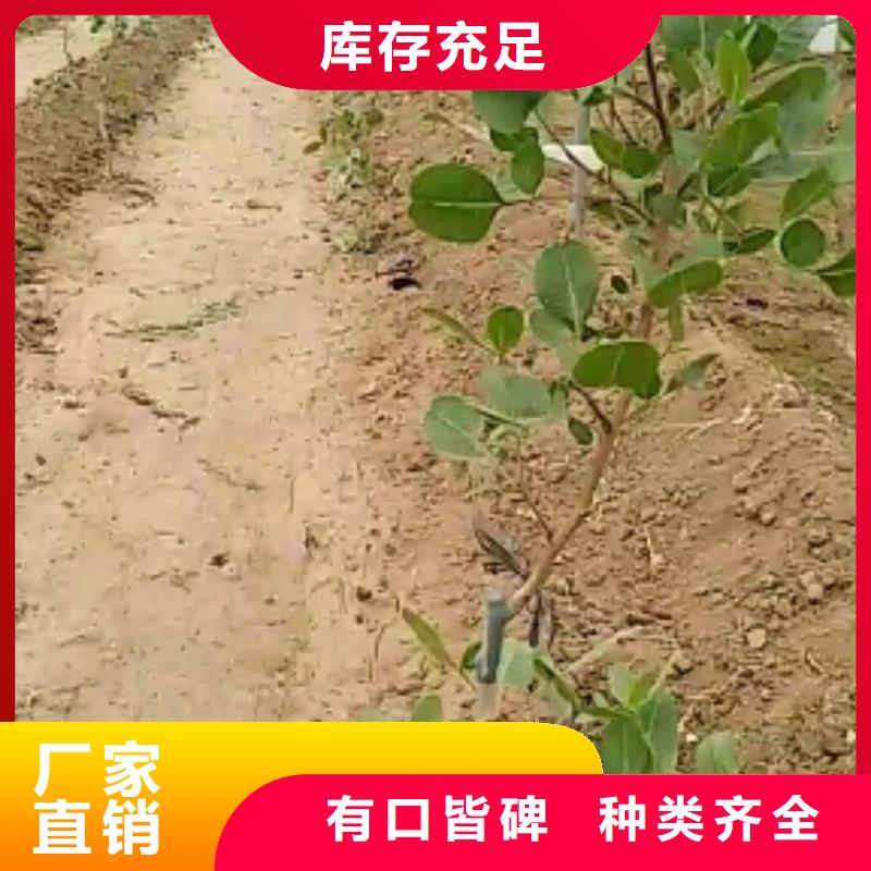 开心果【樱桃苗】专注生产N年