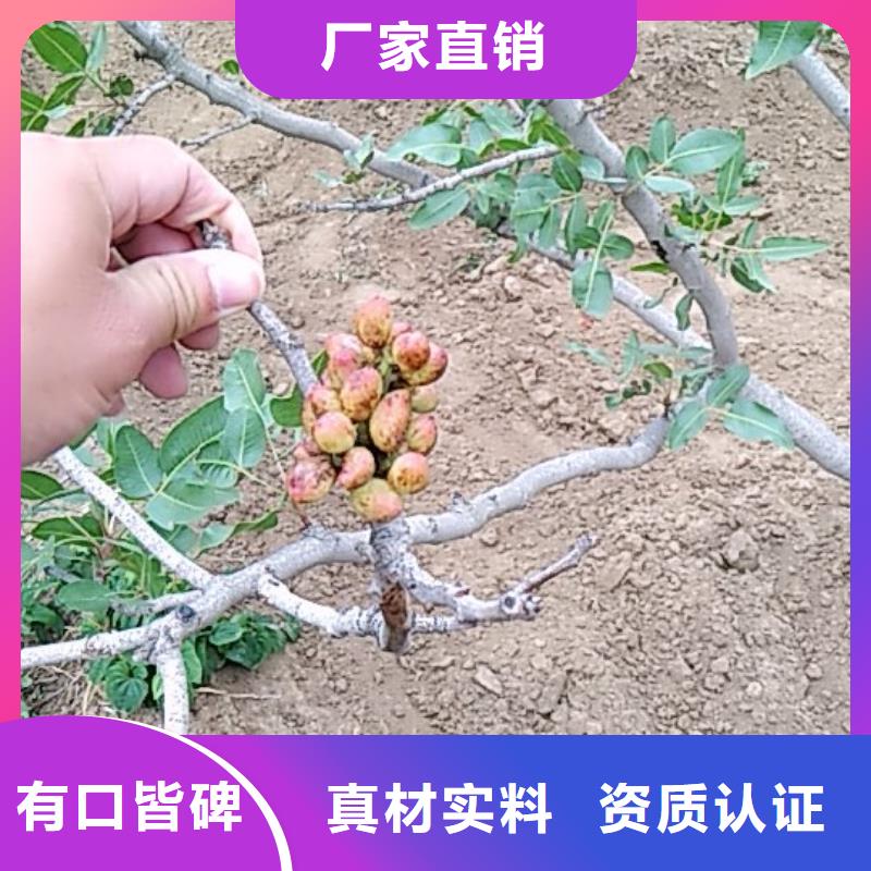 开心果【樱桃苗】专注生产N年