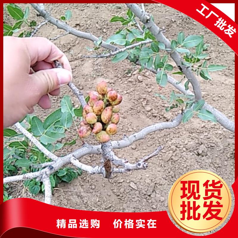 开心果苗欢迎咨询