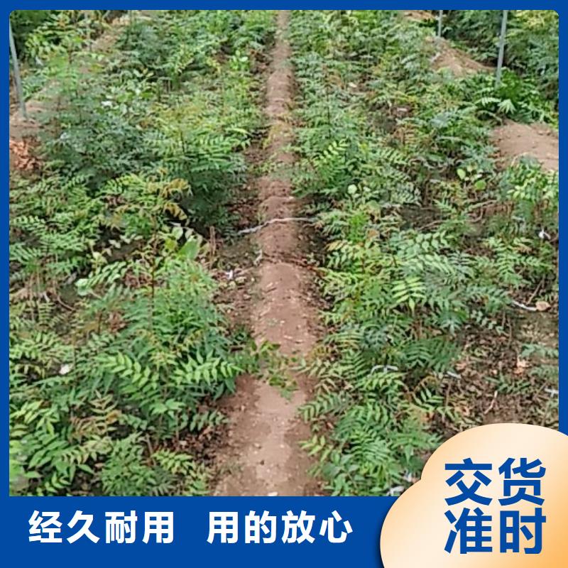开心果【樱桃苗】专注生产N年