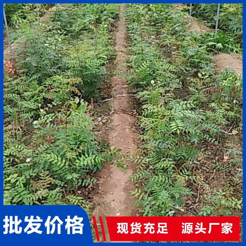 开心果【樱桃苗】专注生产N年