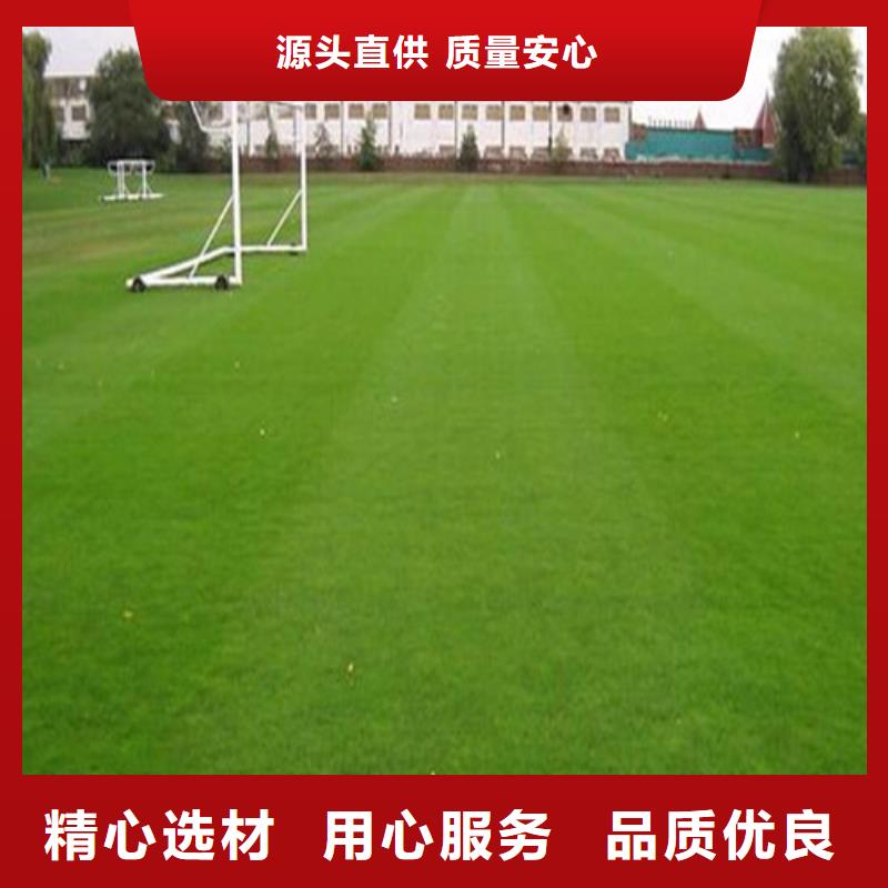 海阳仿真人工草坪多重优惠