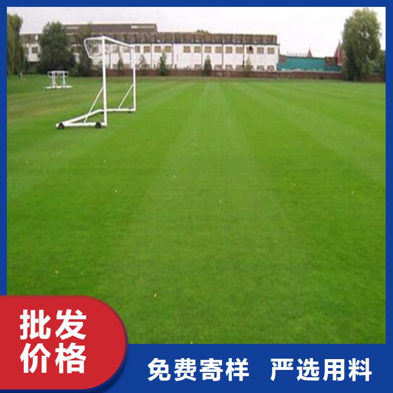 楼区注塑人造草坪