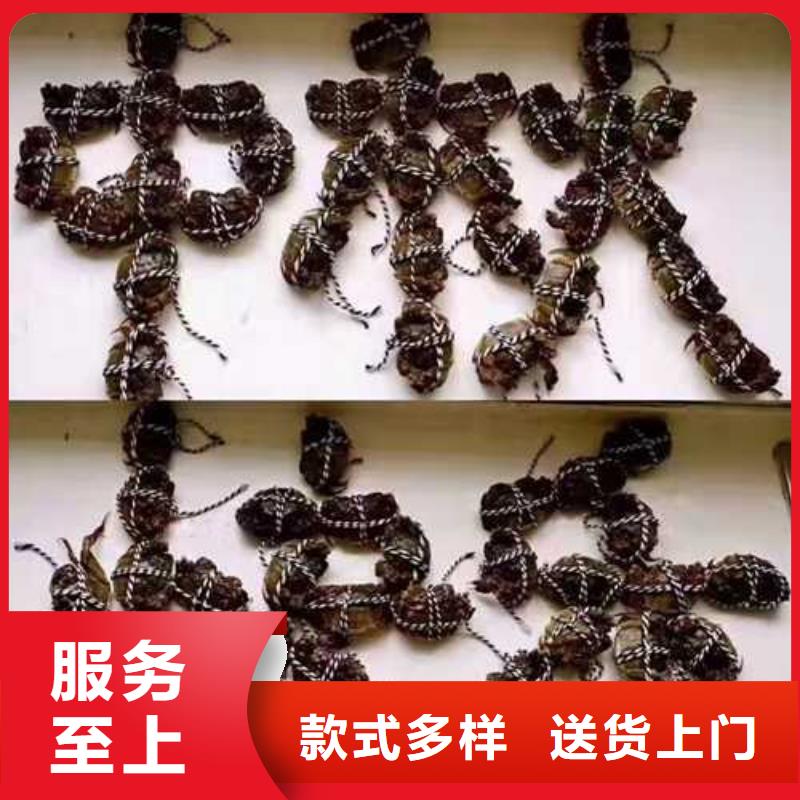 阳澄湖莲花岛
